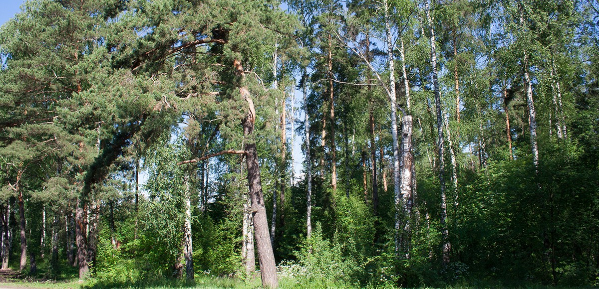 Лес вокруг поселка Малое Сареево